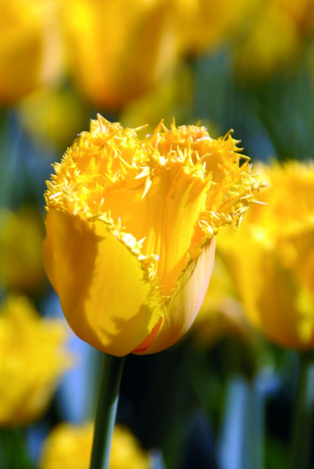 Tulp Hamilton